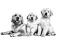 Fullorðin Golden Retriever tík og tveir hvolpar - Adult Golden Retriever mom and two puppies dogs - Royal Canin