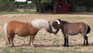 iris brosen zwei ponys gegenüber