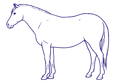 Drawing Horse Body Condition Score 8