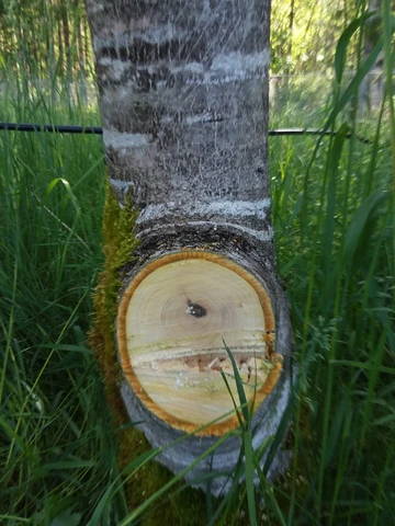 Pruning on Walnuts