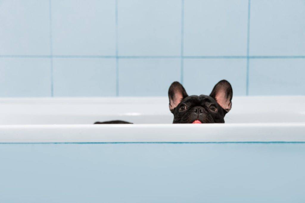 bathe french bulldog for shedding hair