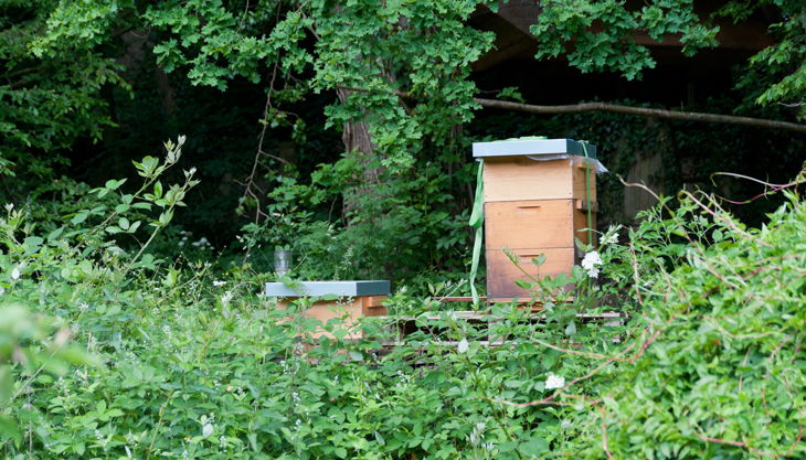 bienen bausmuehle natuerlich lernen solingen