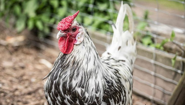 rolfs streichelzoo huhn