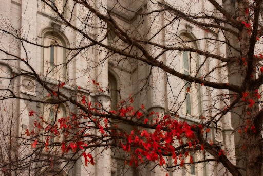 Salt Lake Temple walls behind branches with red autumn leaves. 