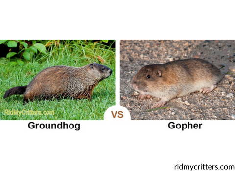 are_gophers_and_groundhogs_different_animals