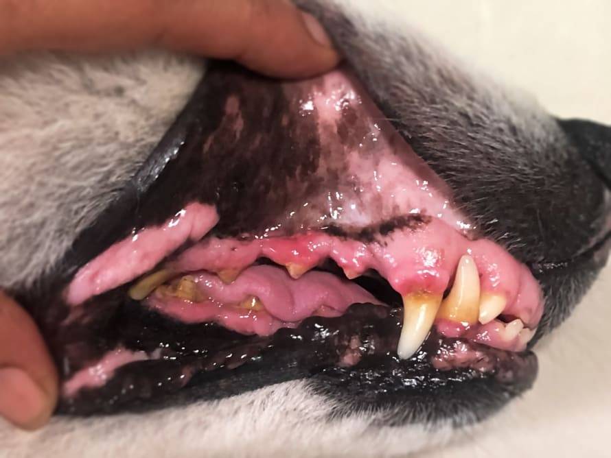 pomchi dental disease