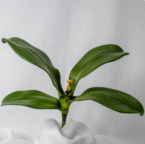 Phalaenopsis Leaves (6 Pack) - Realistic Artificial Flowers