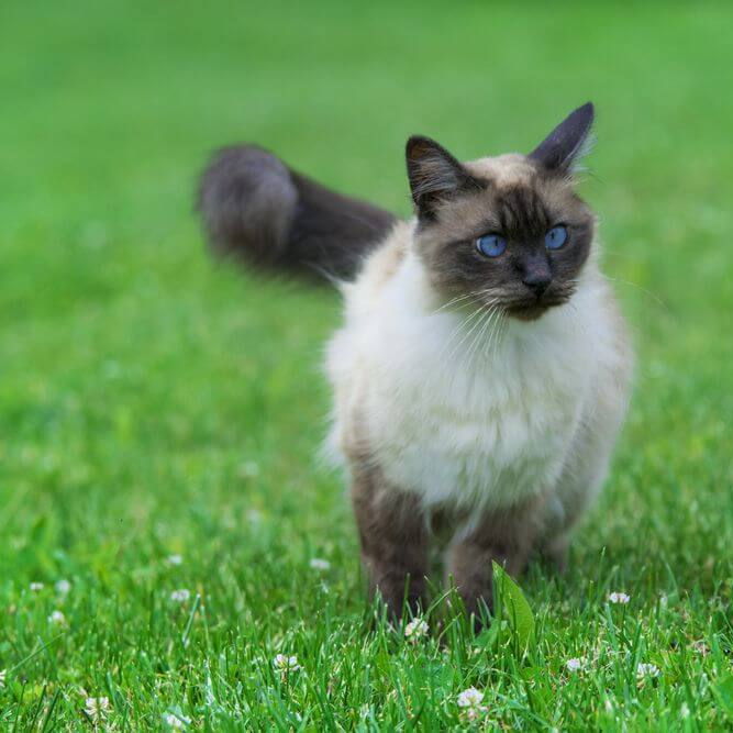As 30 Melhores E Mais Populares Racas De Gato Senhor Gato