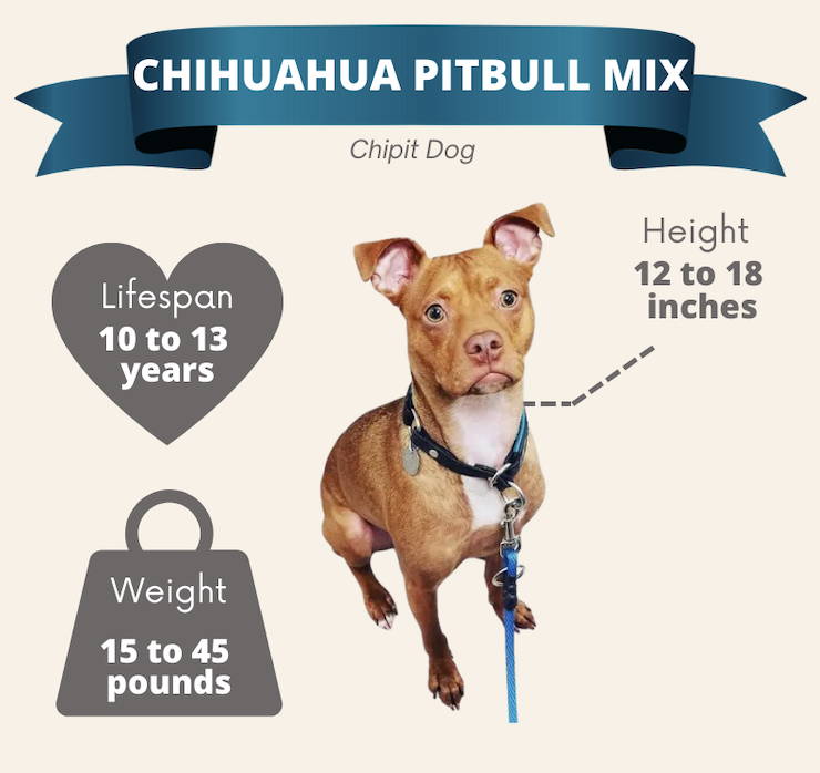 chihuahua dog interesting fact