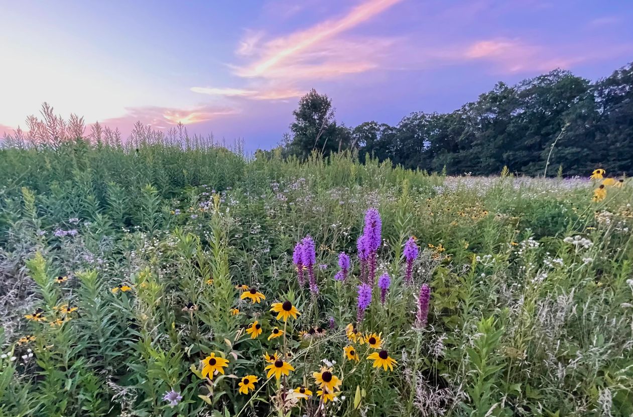 Coneflowers and blazing star at Quarry Park