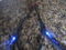 **SYNERGISTIC RESEARCH** Tesla Accelerator Speaker Cable 6