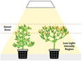 Diagram showing two cannabis plants, one untrained and one trained, showing the low intensity zone and the sweet zone for growing