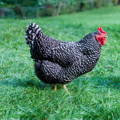 barred-plymouth-rock-hen-chicken