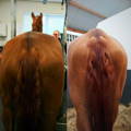 chestnut horse before and after BCS MIX