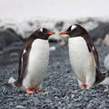 penguin couple on coastal pebbles