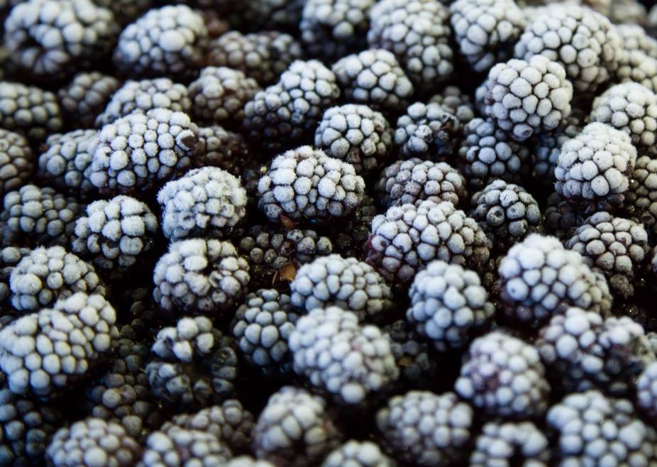 frozen blackberries for dogs
