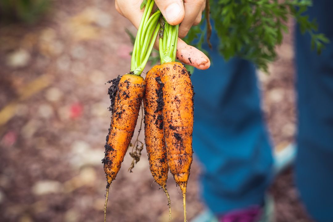 A hand holding carrots with dirt on the roots