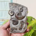 Ammonite Fossil Preparation Craig Chivers Natural Selection Fossils