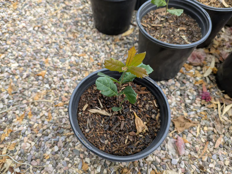 Oak tree sapling