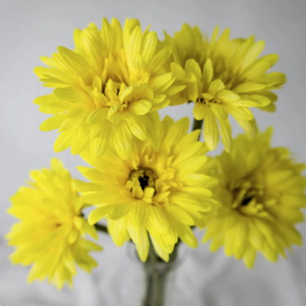 Yellow Real Touch Gerbera - Realistic Artificial Flowers - Image 4