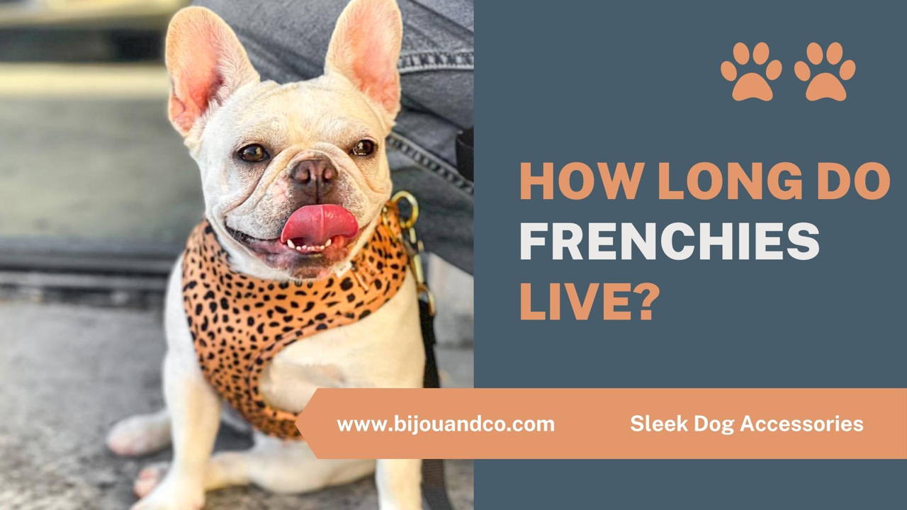 how long do french bulldogs live