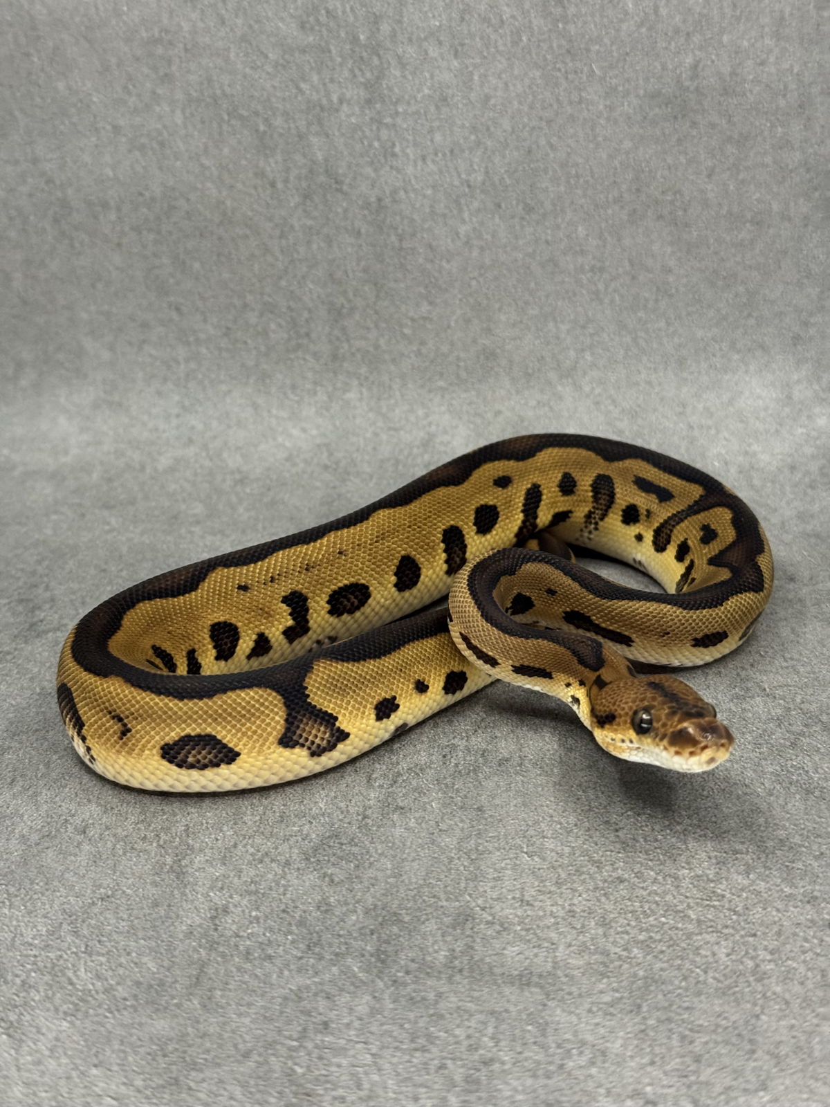 Leopard Clown Het Desert Ghost