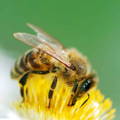 honeybee-collecting-from-flower