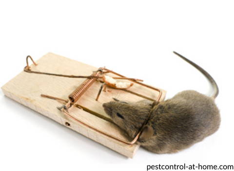 trapping_rodents_to_achieve_pest_control