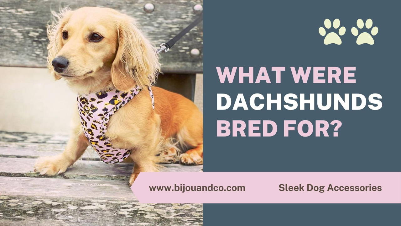 Chihuahua harness