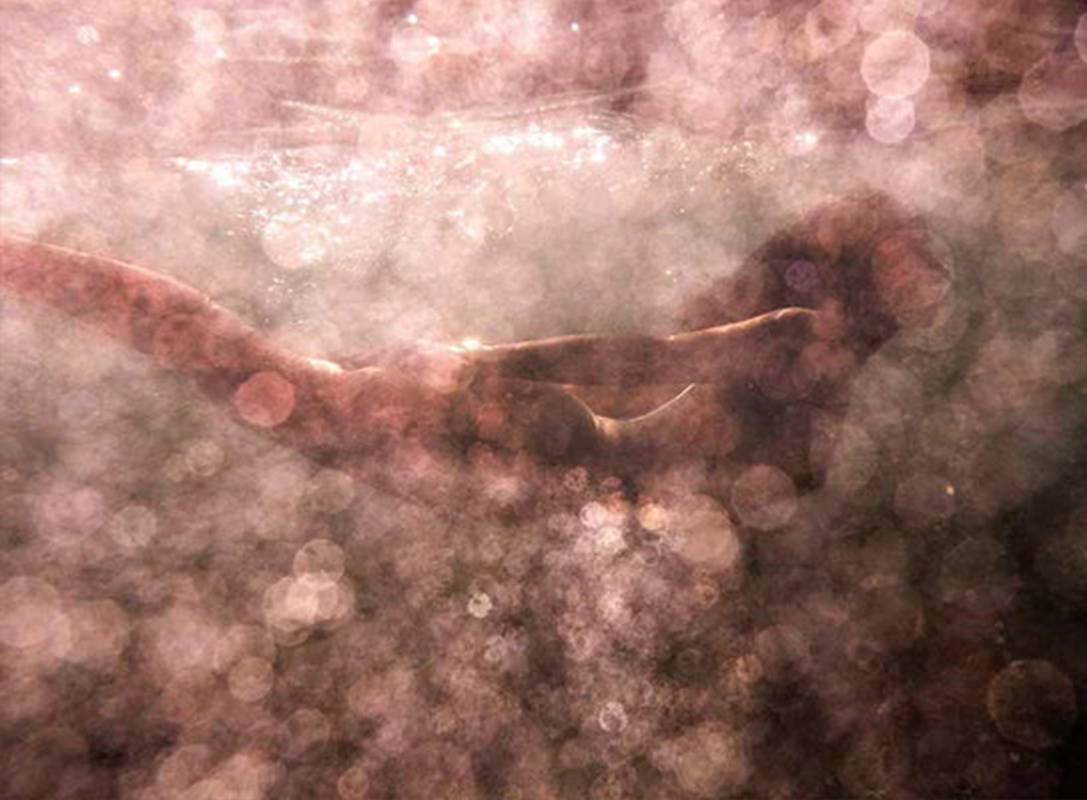 Signature Series - Blush 02 by Francesca Owen - Underwater photographic art print of a woman swimming underwater in pink tones.