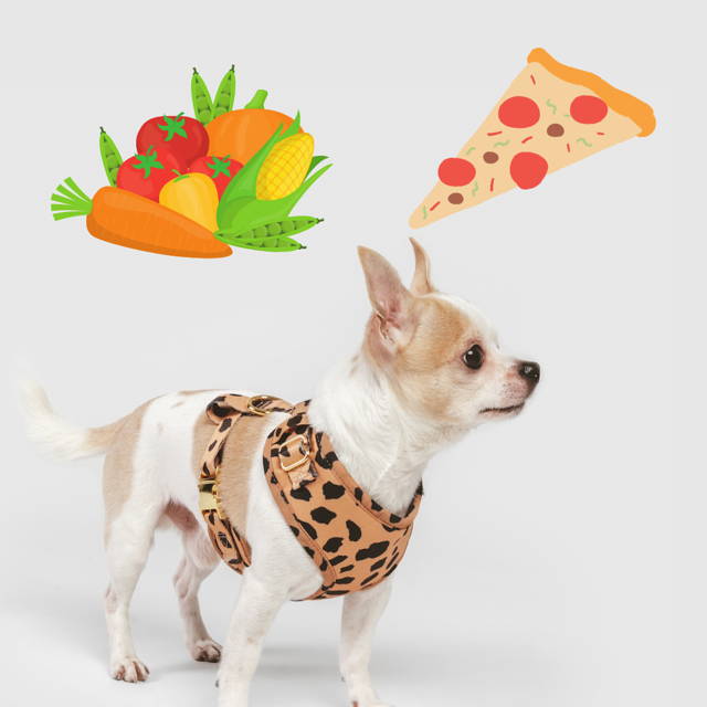 what food ca dogs eat.png