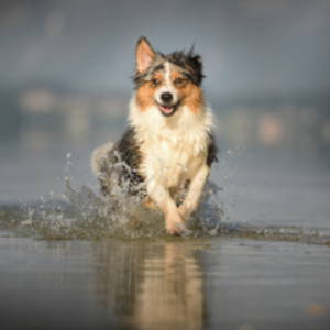 Daily Activity to keep dogs healthy and active in summer