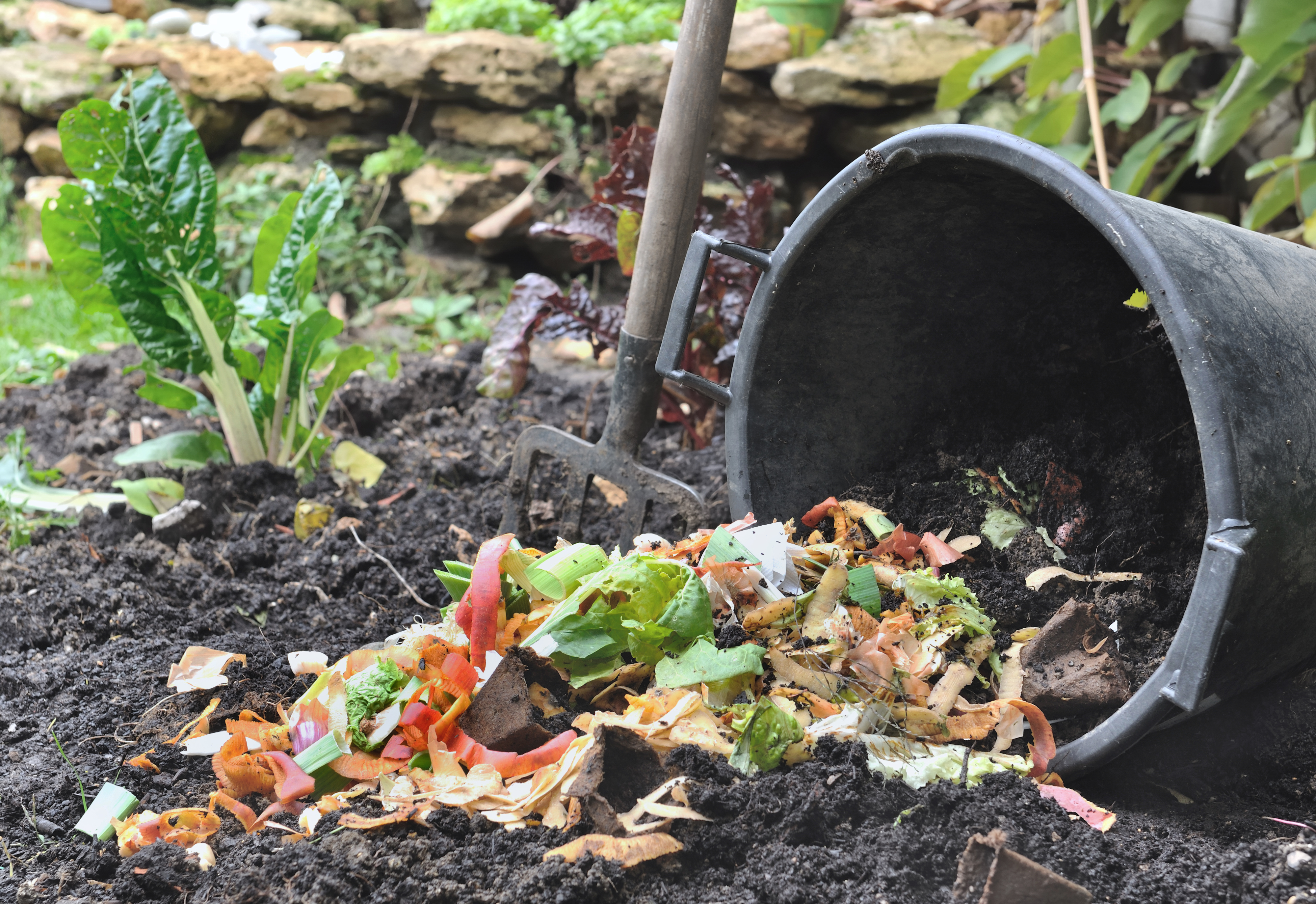 A black bucket with food scraps spilling out onto a garden bed with a pitchfork and chard plant beside it