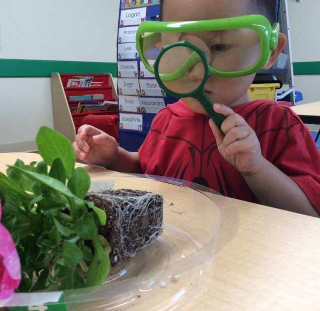 Little toddler looks at the roots of a plant through a magnifying glass in a Primrose classroom