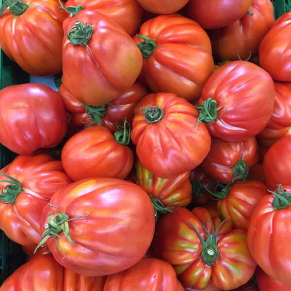 tomate-coeur-de-boeuf