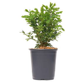 1 quart shrub