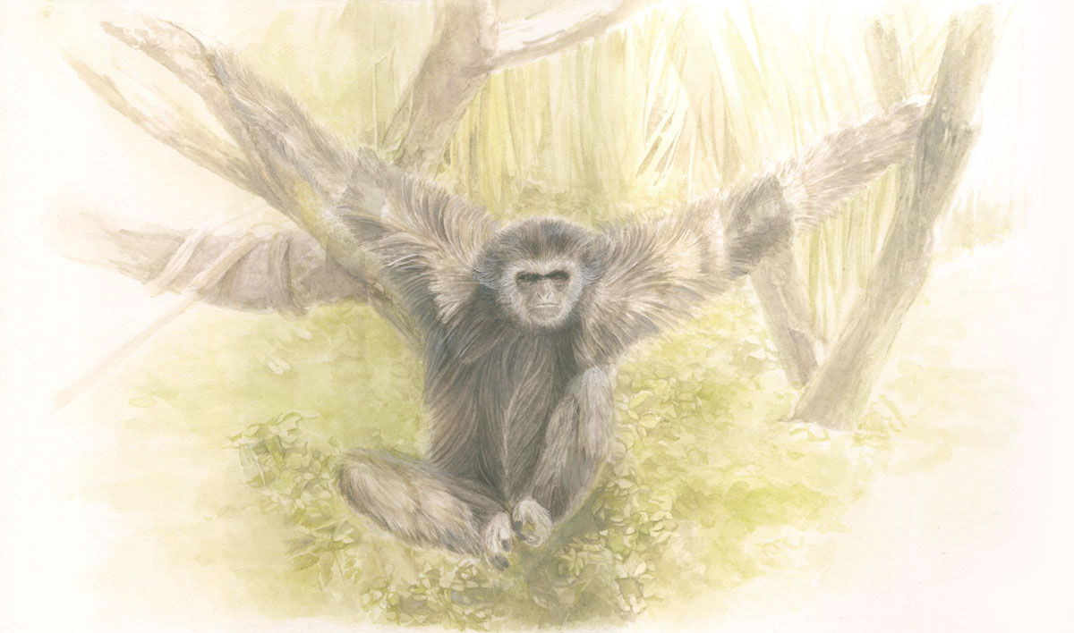 シロテテナガザル 平良レイ Awrd Ja