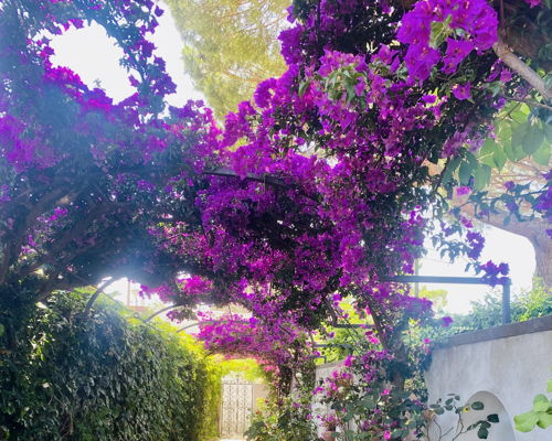 Corsi di cucina Anacapri: Corso di cucina tipica in un giardino
