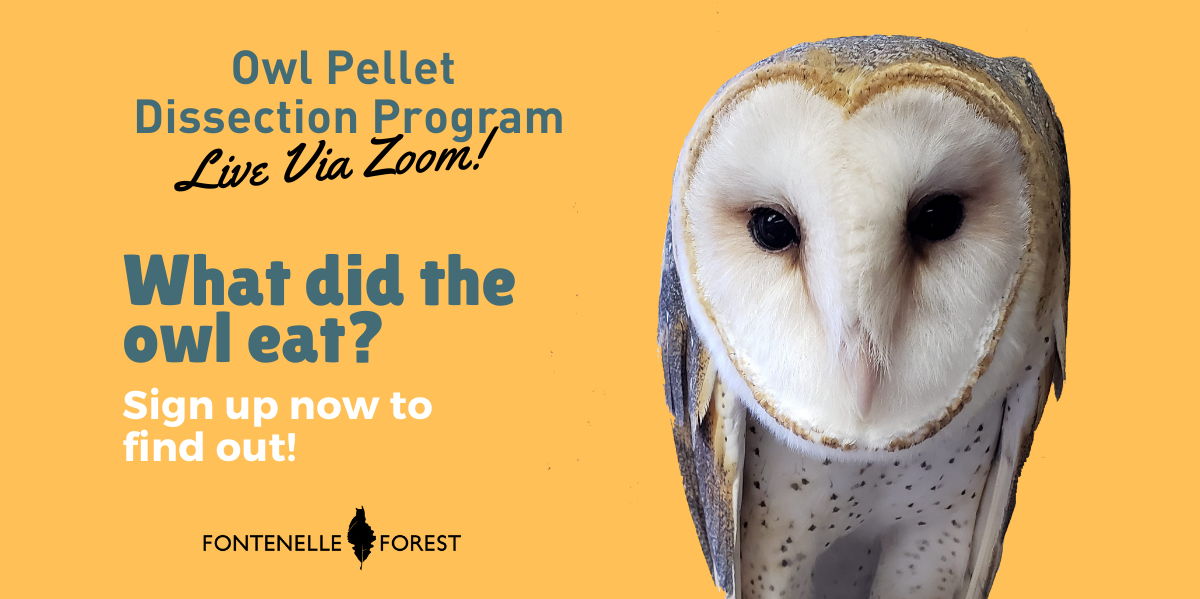 Owl Pellet Dissection Program (Virtual Event)  promotional image