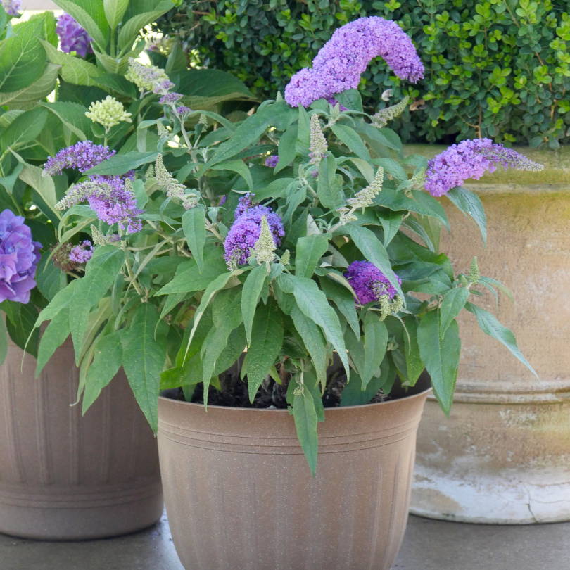 A potted purple butterfly bush with green foliage, next to other plant containers