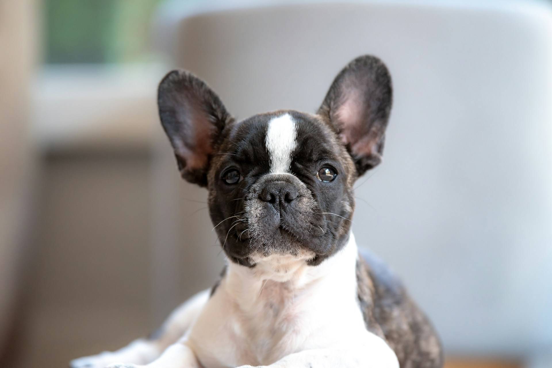 French Bulldog puppy lying down