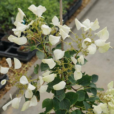 Flirty Girl False Hydrangea Vine