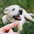 Zecke sitzt auf einem Finger und ein Hund liegt dahinter im hohen Gras 