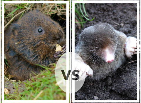 voles_vs_moles