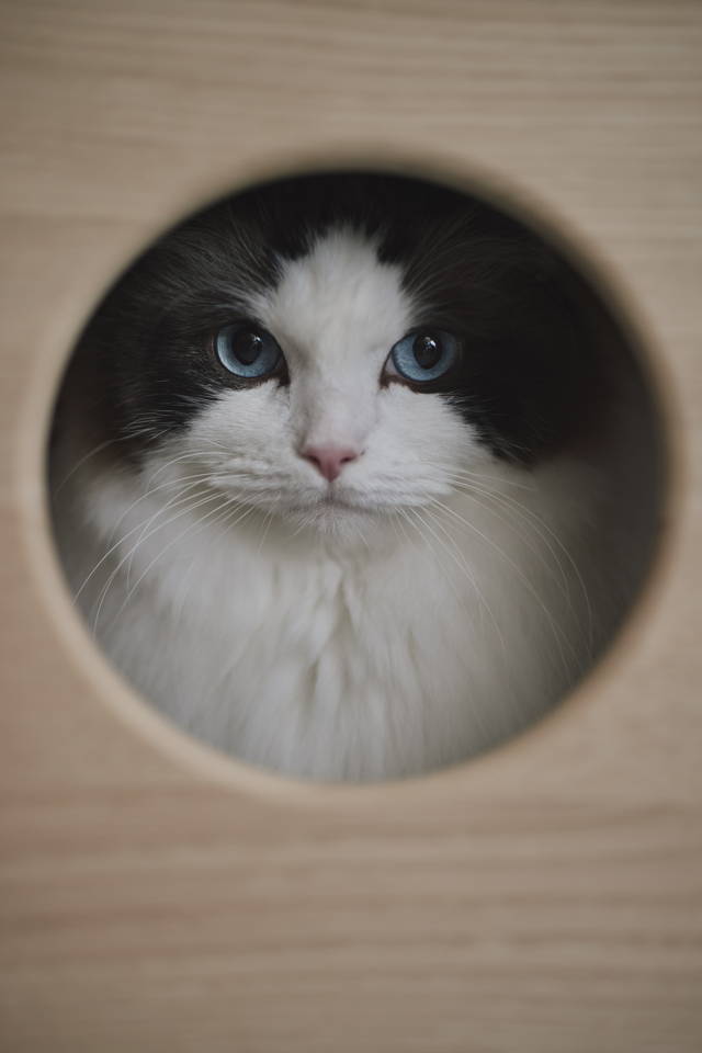 KARIMOKU CAT NEST