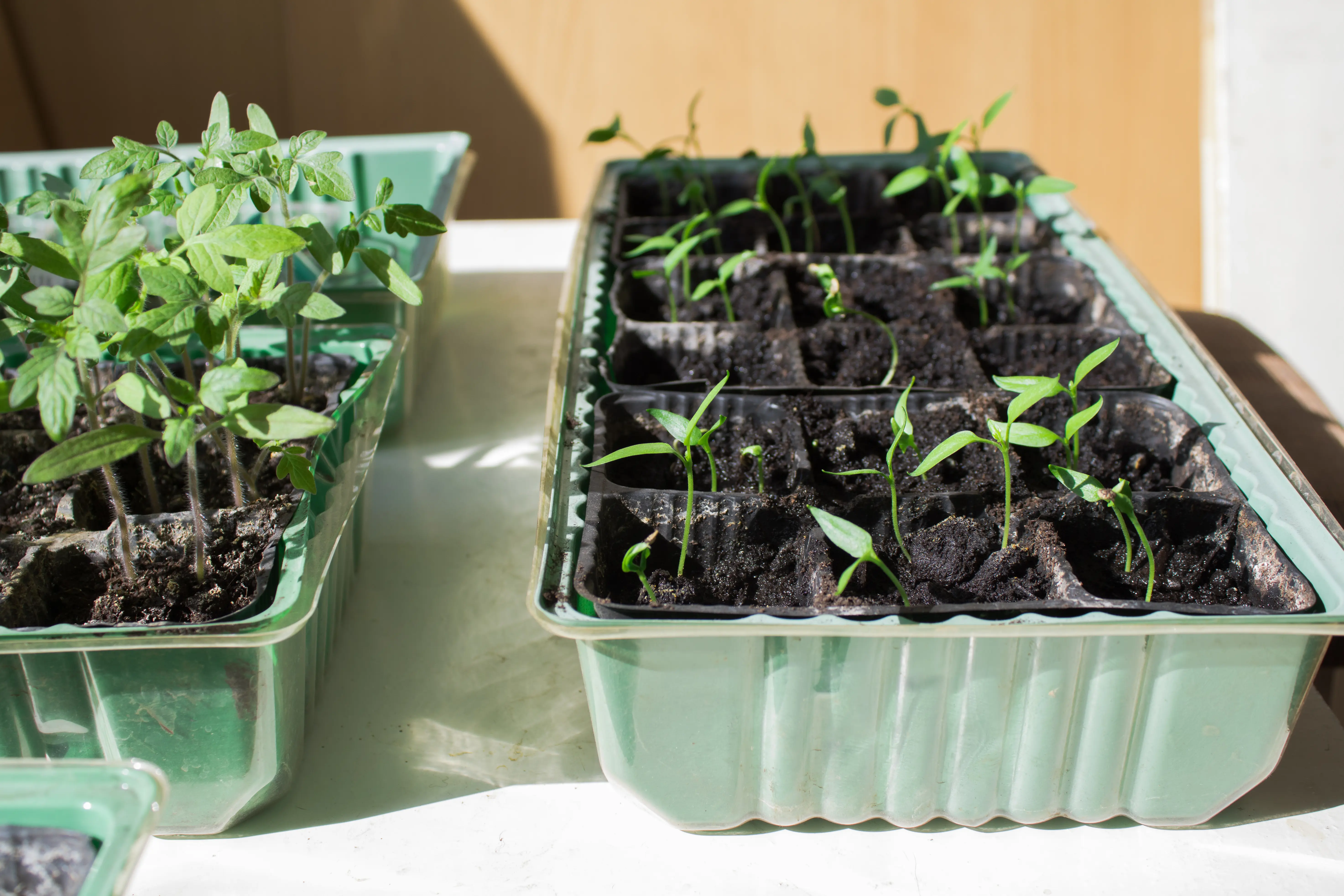 Young seedlings growing in a foil tray