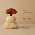 Tremella Pilz, Reishi Pilz, Lions Mane Pilz