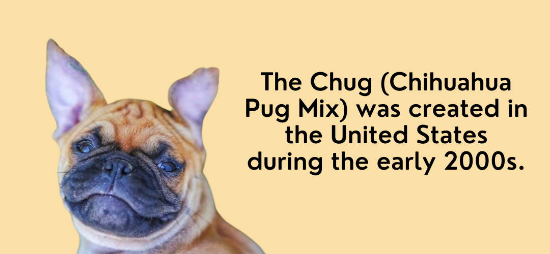 pug mixed with chihuahua