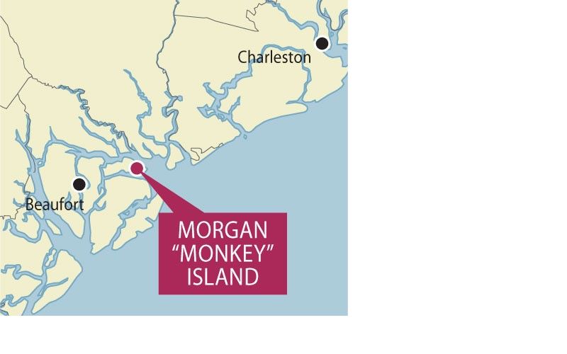 City Paper A look at South Carolina’s very own Monkey Island