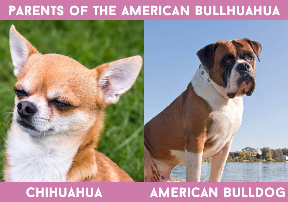 american bulldog mixed with chihuahua
